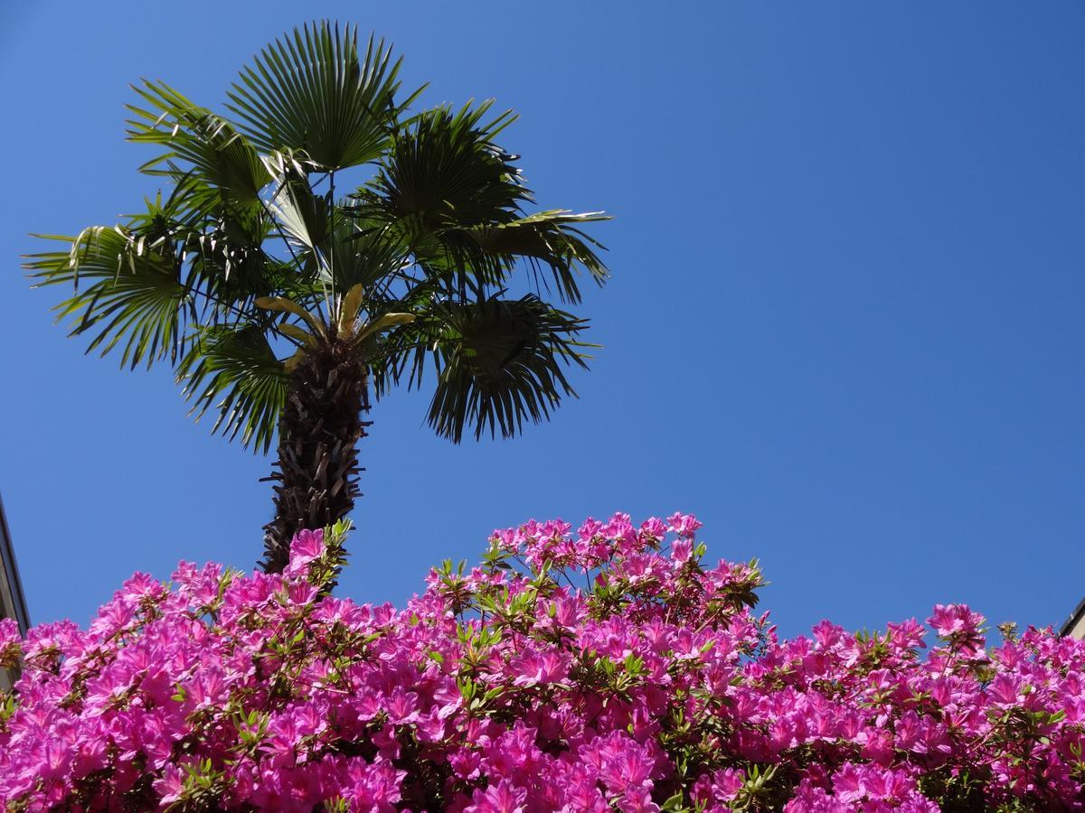 Residenza Paradiso Di Vacanze Minusio Dış mekan fotoğraf